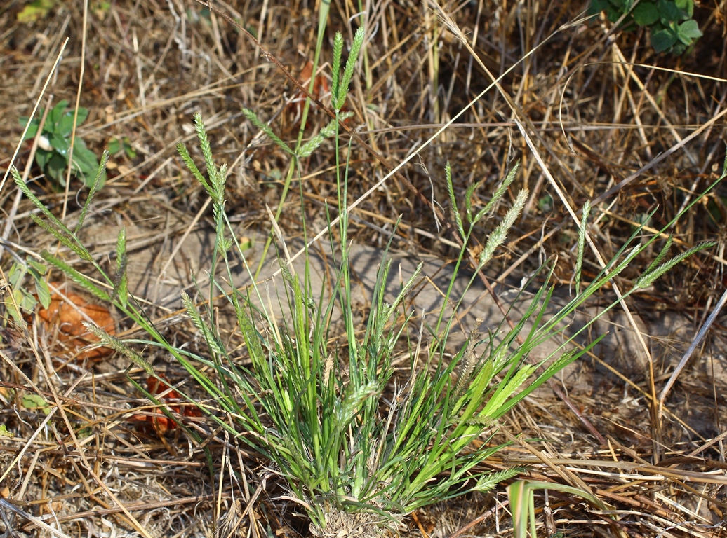 Image of Eleusine indica specimen.