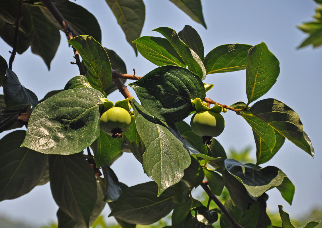 Изображение особи Diospyros kaki.