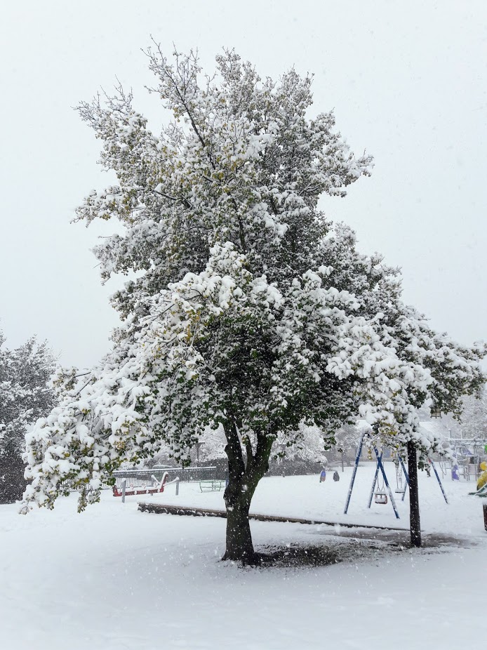 Изображение особи Quercus boissieri.