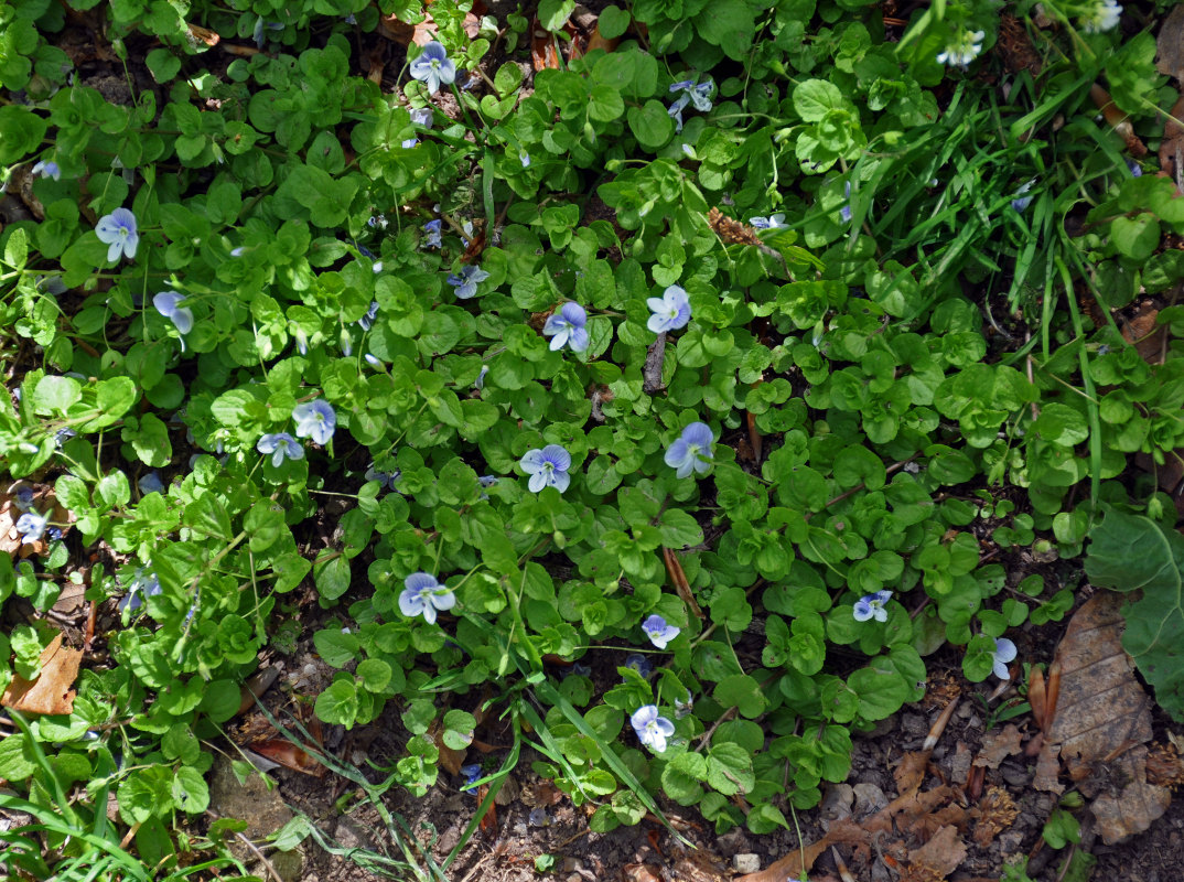 Image of Veronica filiformis specimen.