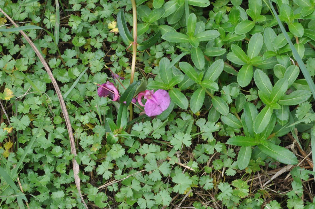 Image of genus Impatiens specimen.