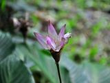 Calathea loeseneri. Соцветие. Малайзия, Куала-Лумпур, в культуре. 13.05.2017.