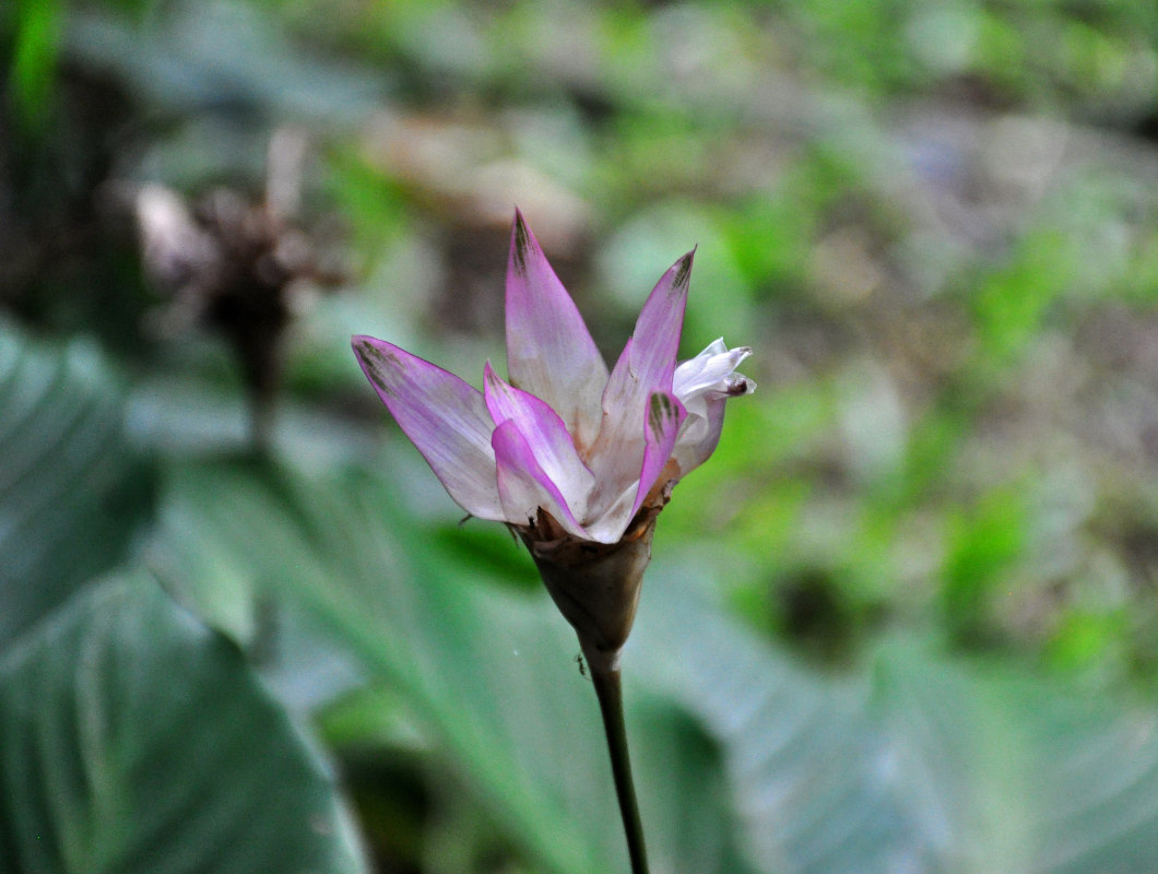 Изображение особи Calathea loeseneri.