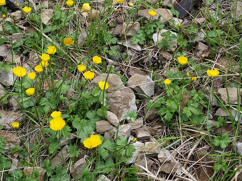 Image of genus Ranunculus specimen.