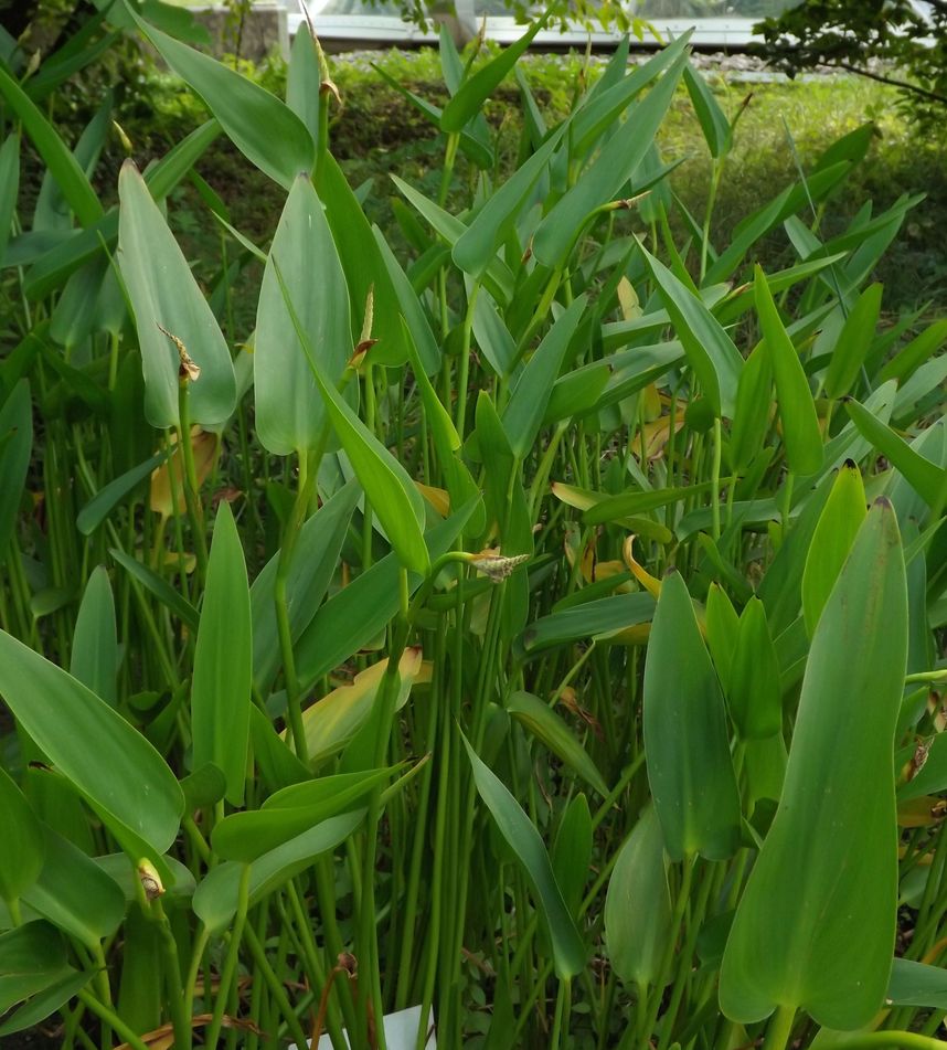 Изображение особи Pontederia cordata.