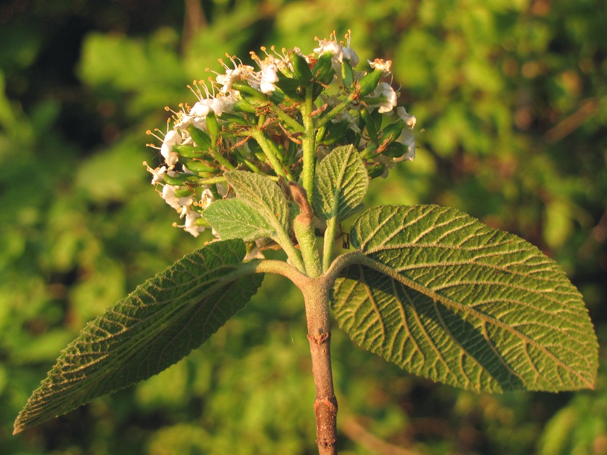 Image of Viburnum lantana specimen.