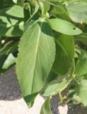 Смотреть изображение Lepidium latifolium