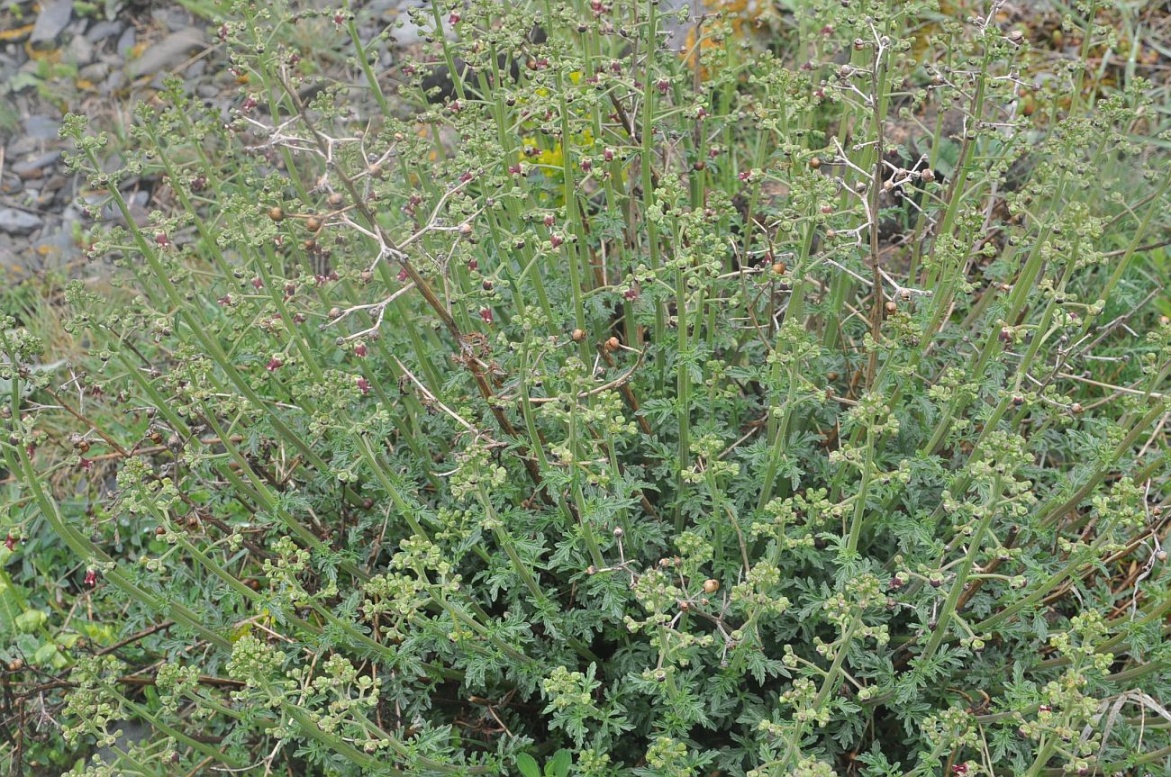 Image of Scrophularia variegata specimen.