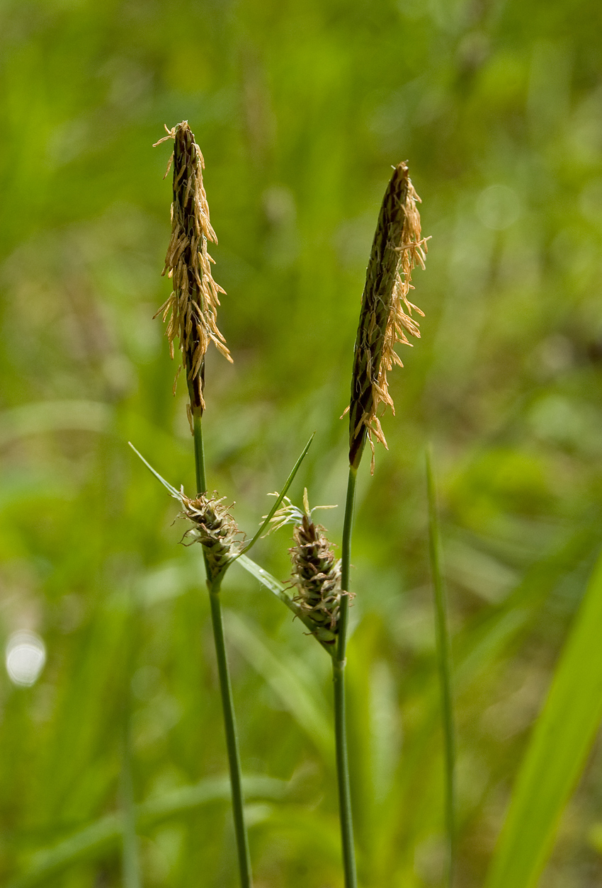 Изображение особи Carex panicea.