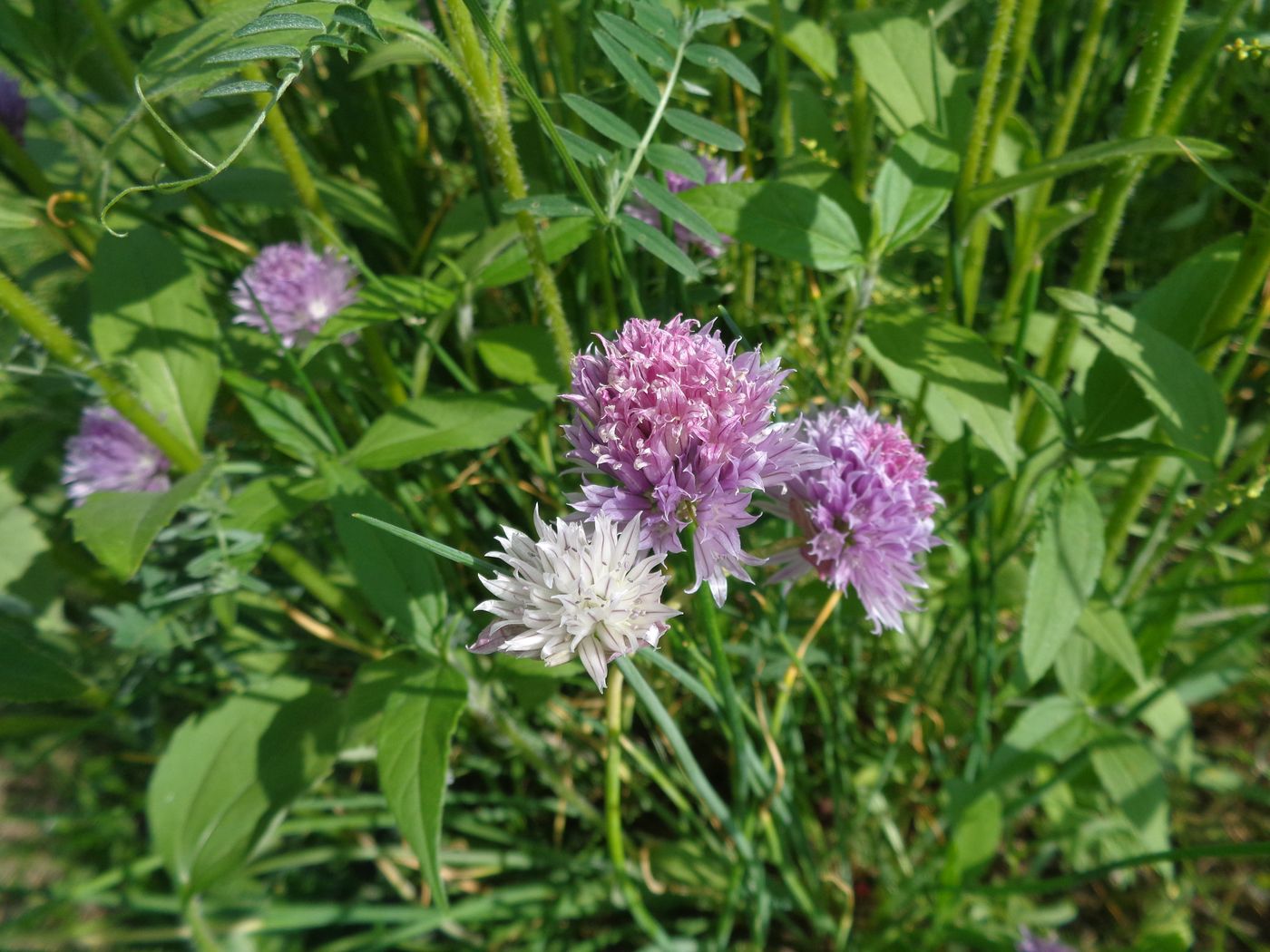 Изображение особи Allium schoenoprasum.