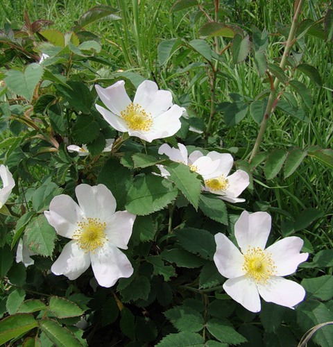 Image of genus Rosa specimen.