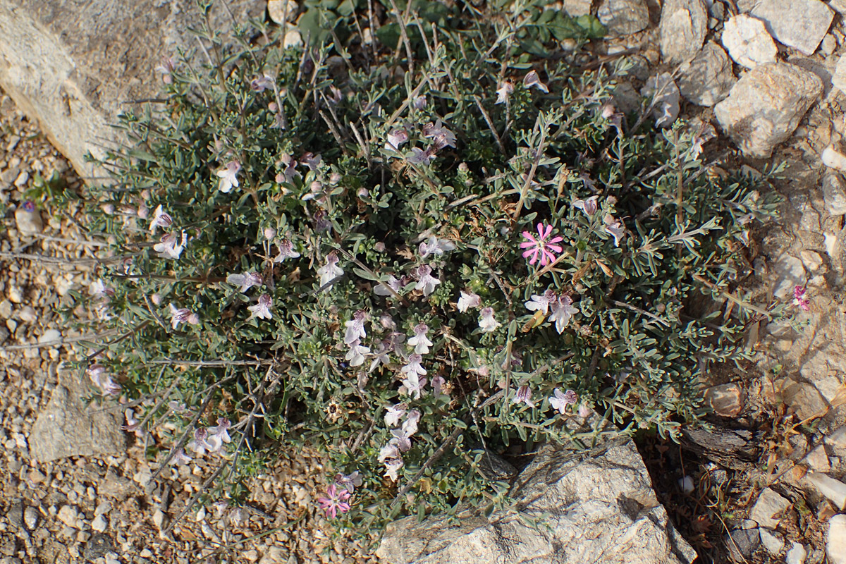 Изображение особи Teucrium brevifolium.