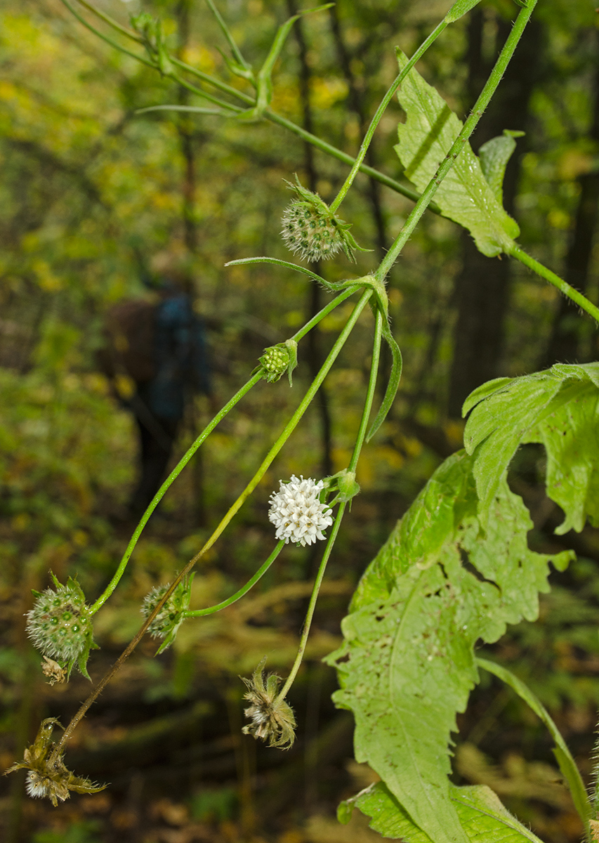 Изображение особи Knautia tatarica.