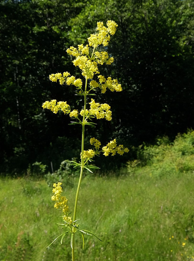 Image of Galium verum specimen.