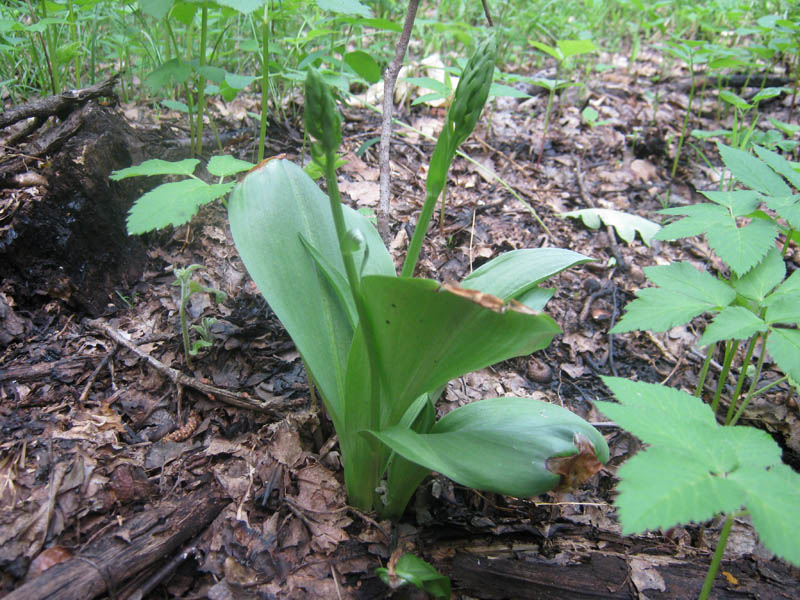 Изображение особи Platanthera bifolia.