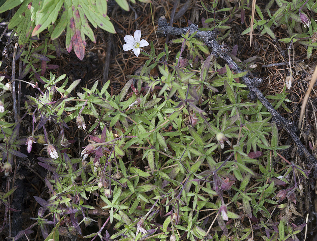 Image of Gypsophila sericea specimen.