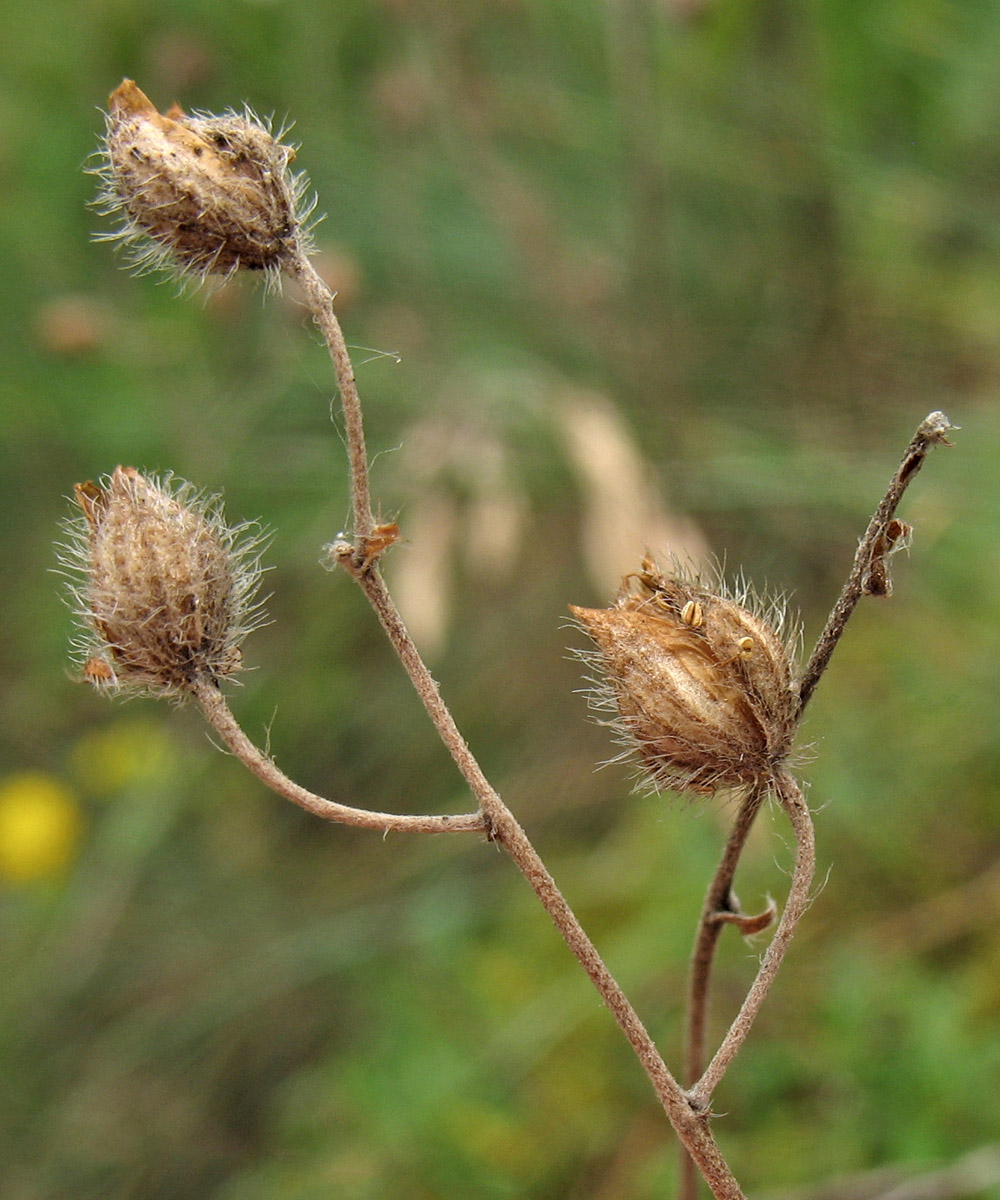 Image of Helianthemum canum specimen.