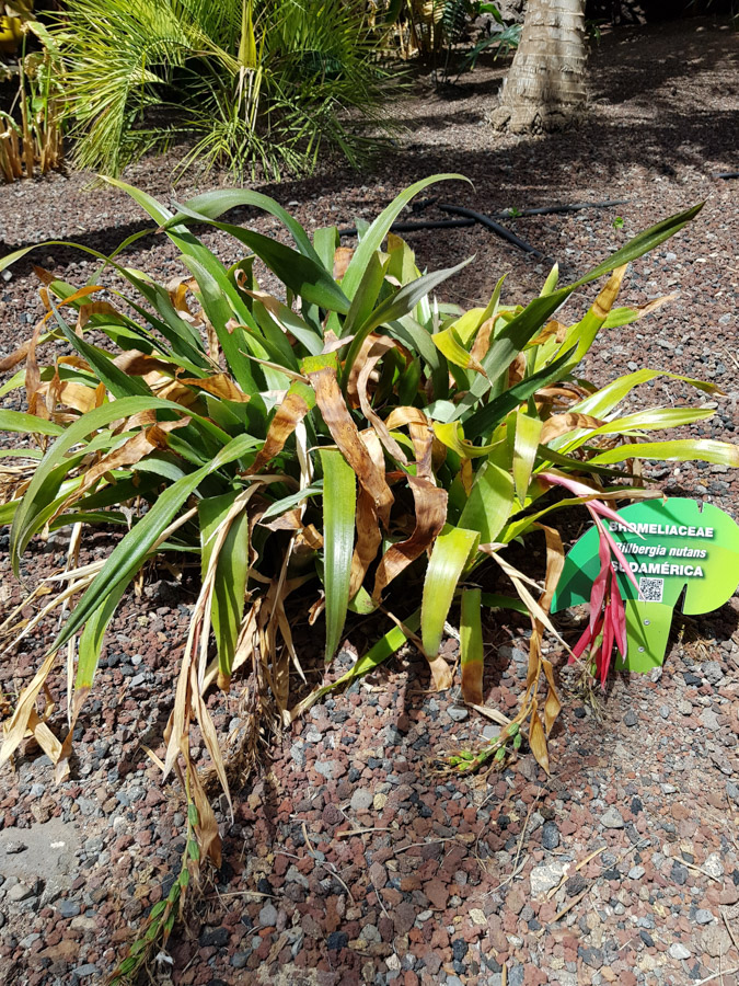 Image of Billbergia nutans specimen.