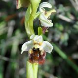 Ophrys bornmuelleri. Цветок. Республика Кипр, п-ов Акротири (Ακρωτήρι), окр. с. Акротири, луг. 24.02.2019.