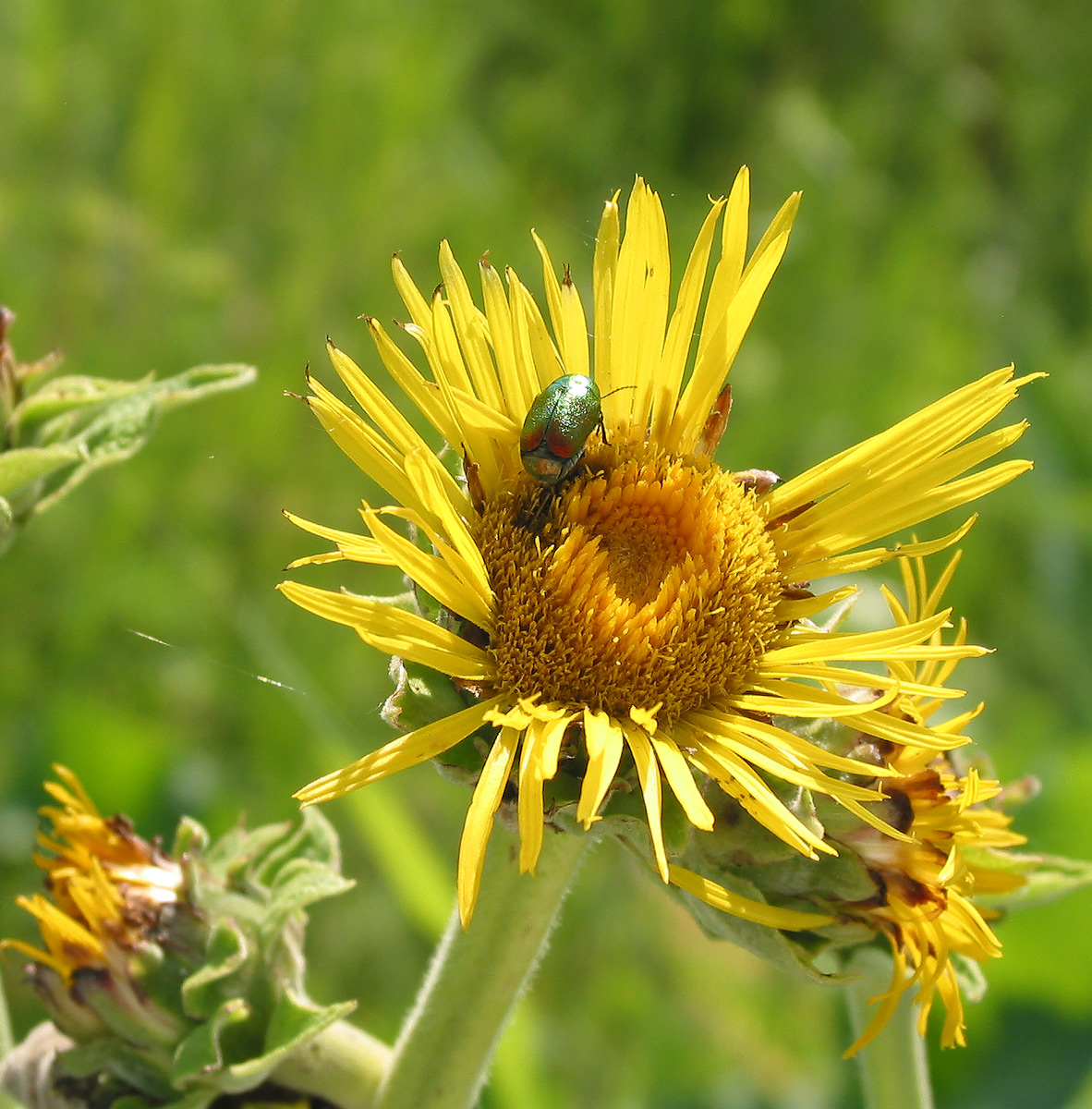 Image of Inula helenium specimen.