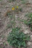 Sonchus подвид uliginosus