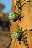 Citrullus lanatus. Плодоносящее растение. Намибия, окр. г. Китмансхуп, ствол Aloe dichotoma. 03.05.2019.