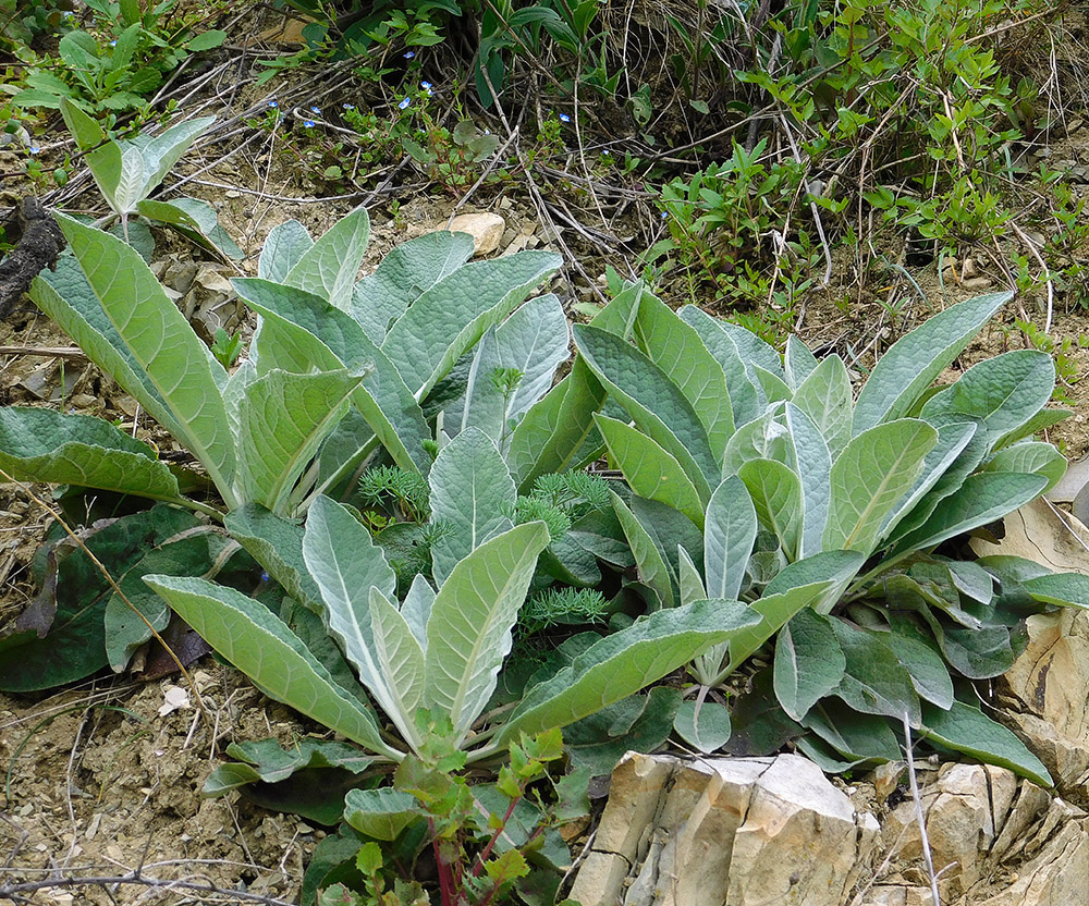 Image of Verbascum gnaphalodes specimen.