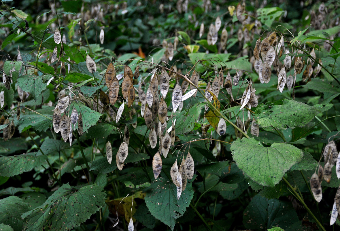 Изображение особи Lunaria rediviva.