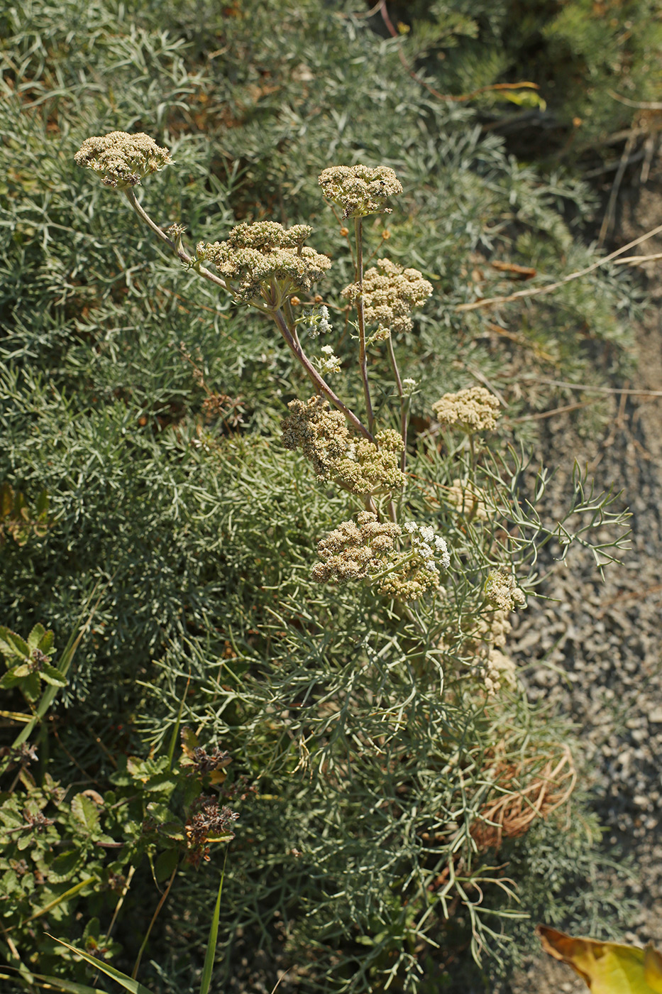 Image of Seseli ponticum specimen.