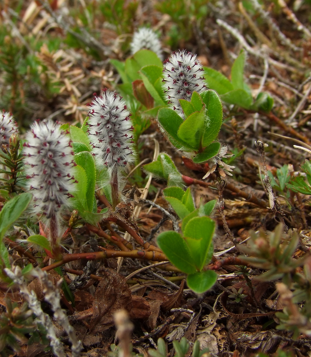 Image of Salix chamissonis specimen.