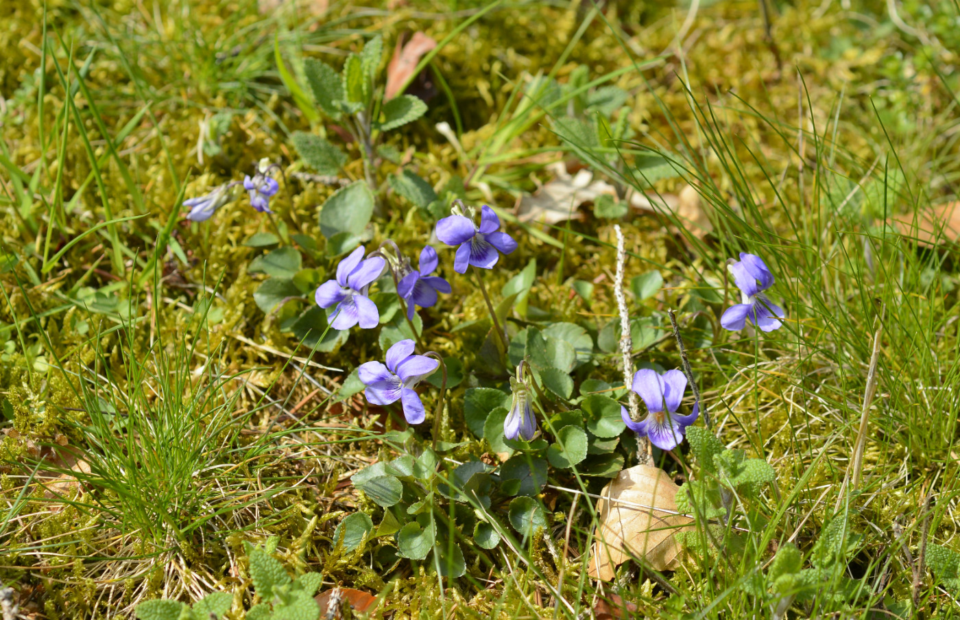 Image of Viola riviniana specimen.