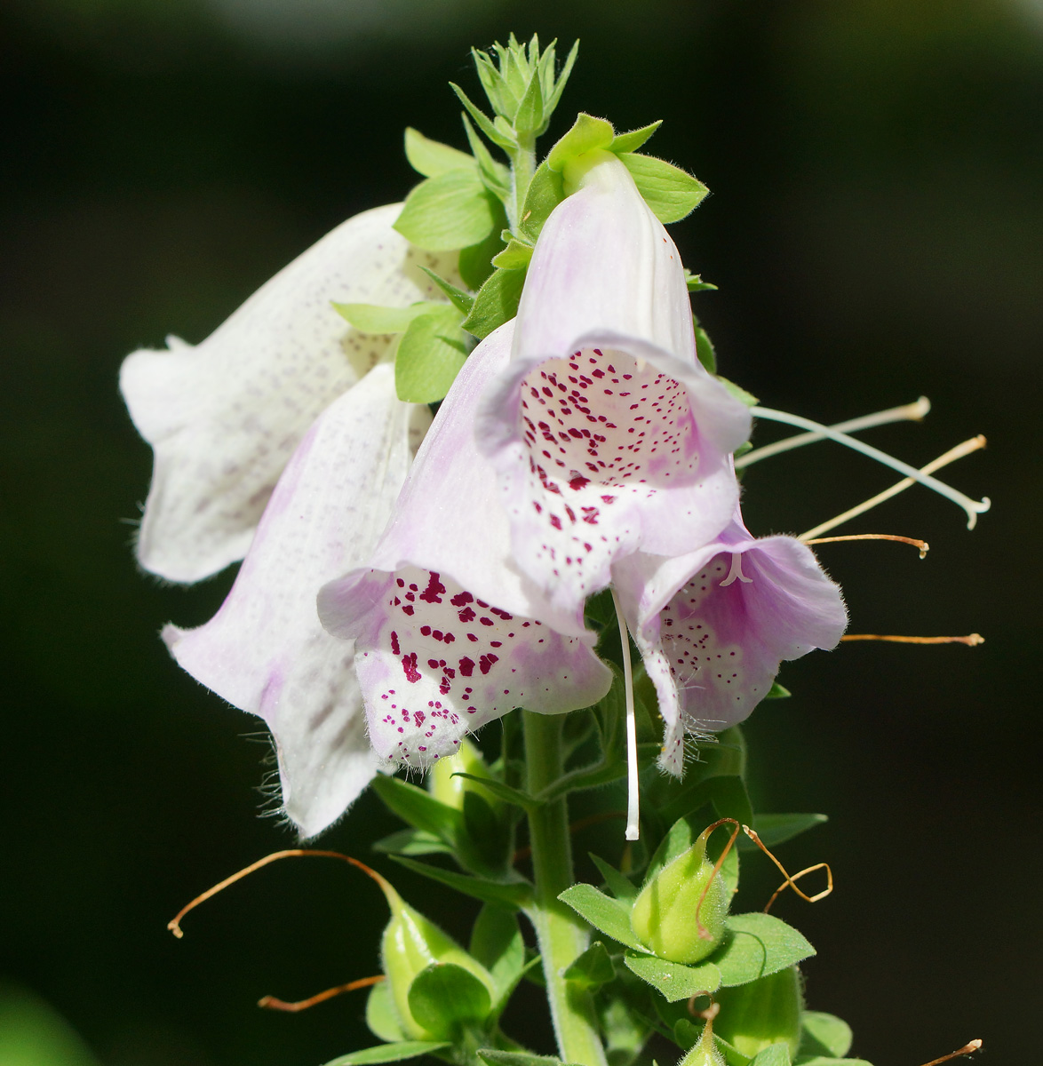 Image of Digitalis purpurea specimen.