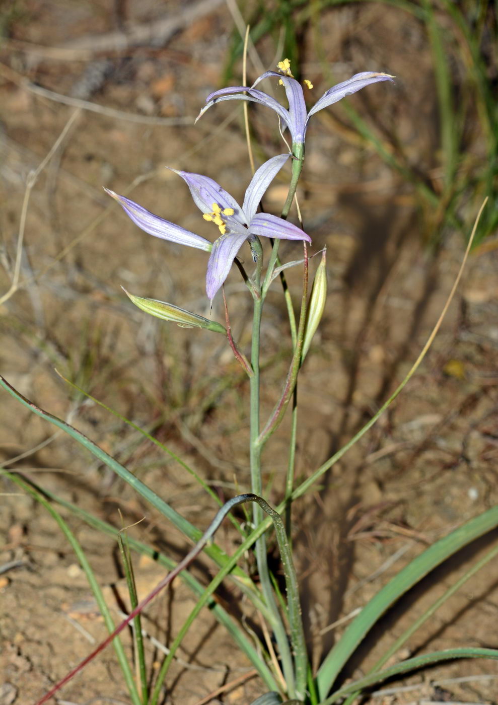 Image of Ixiolirion tataricum specimen.