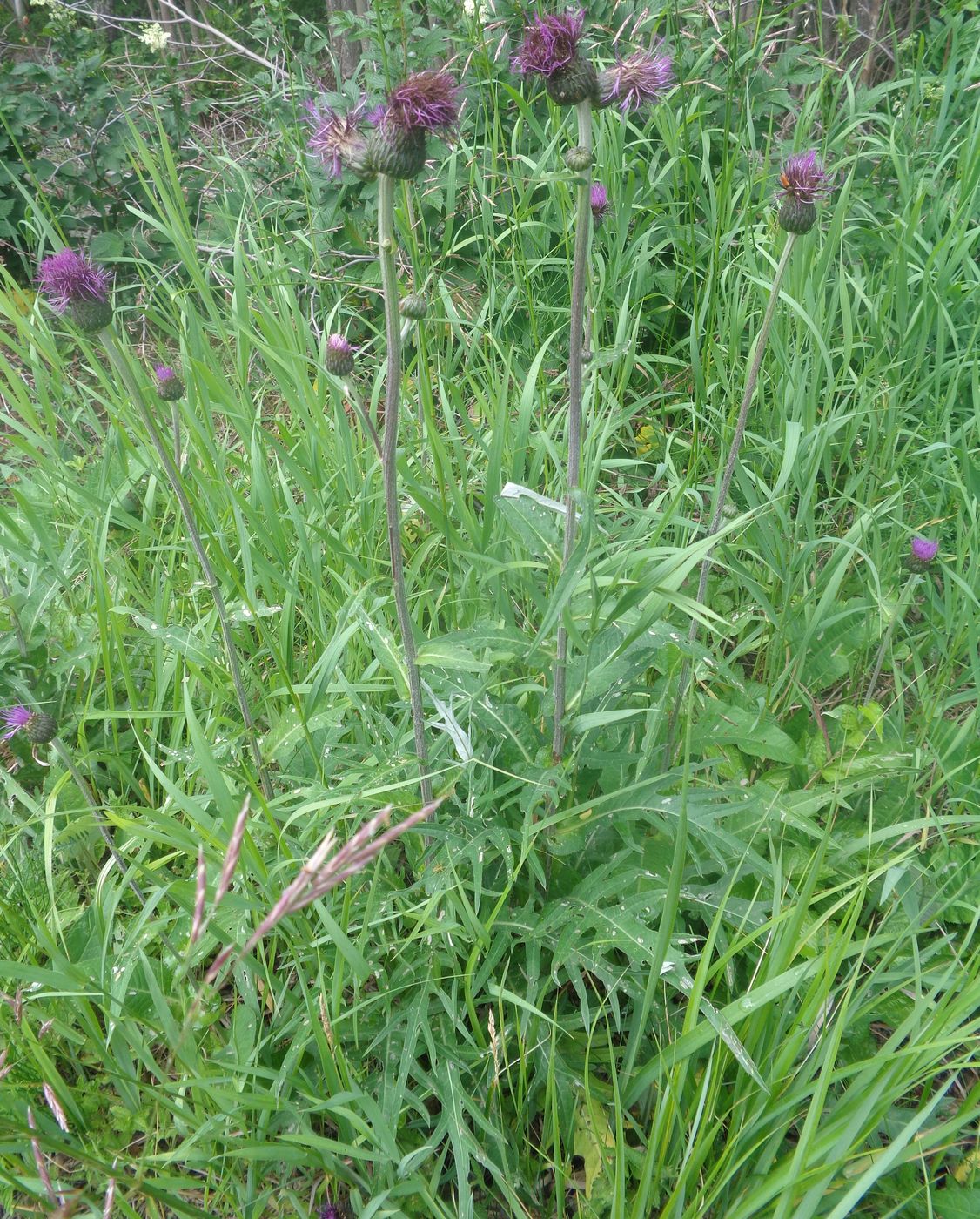 Image of Cirsium heterophyllum specimen.