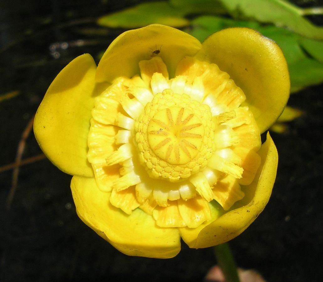 Image of Nuphar lutea specimen.