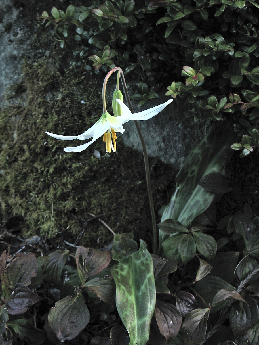 Изображение особи Erythronium oregonum.