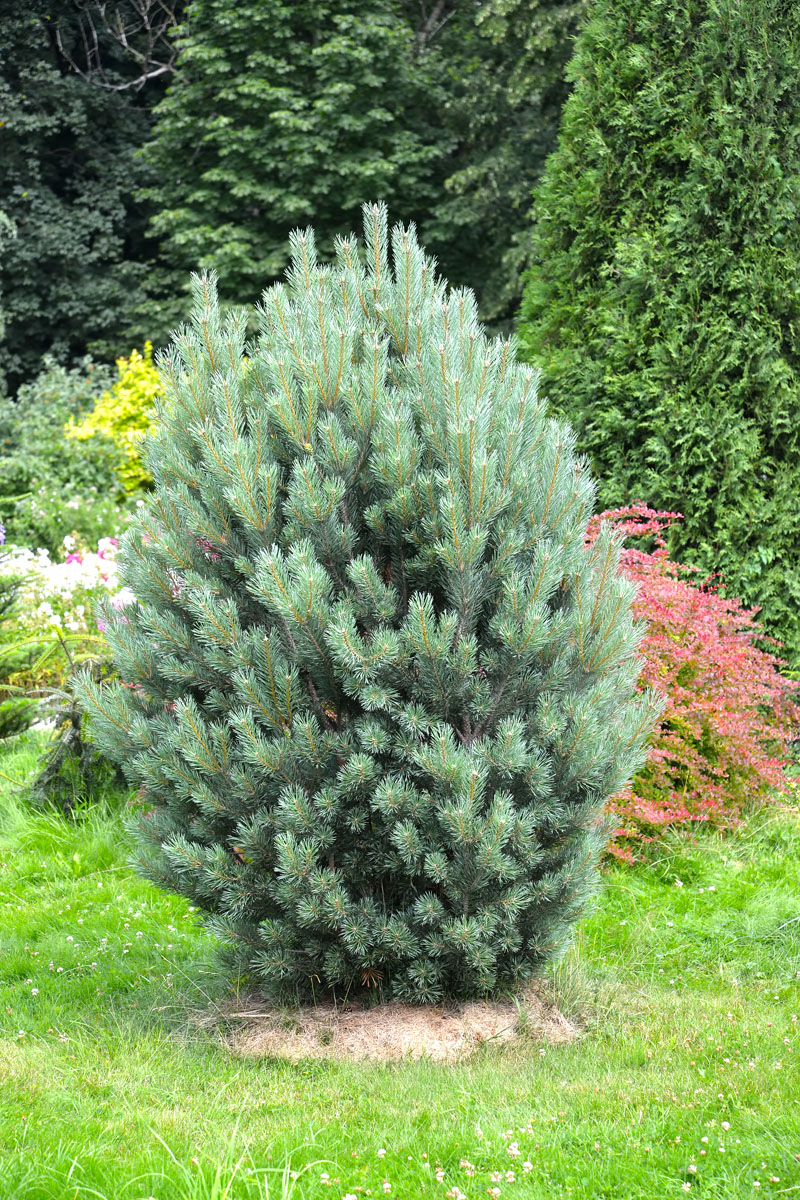 Image of genus Pinus specimen.