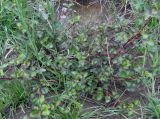 genus Persicaria