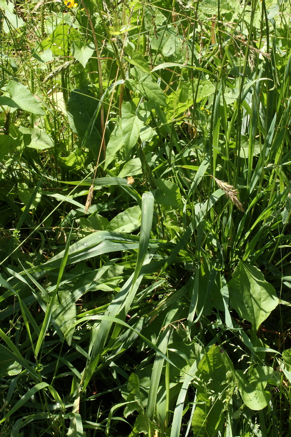 Image of Anthoxanthum odoratum specimen.