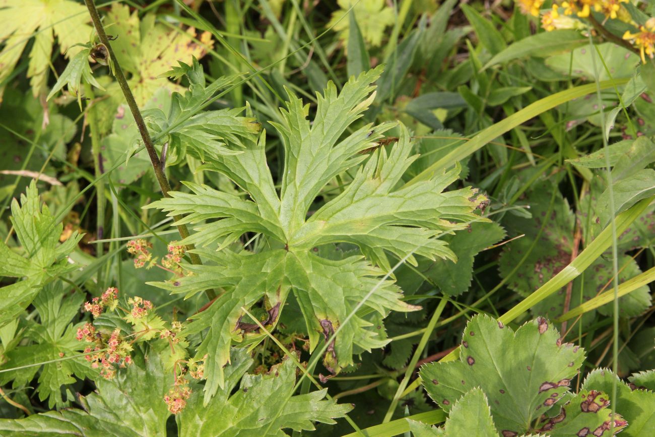 Image of Aconitum septentrionale specimen.