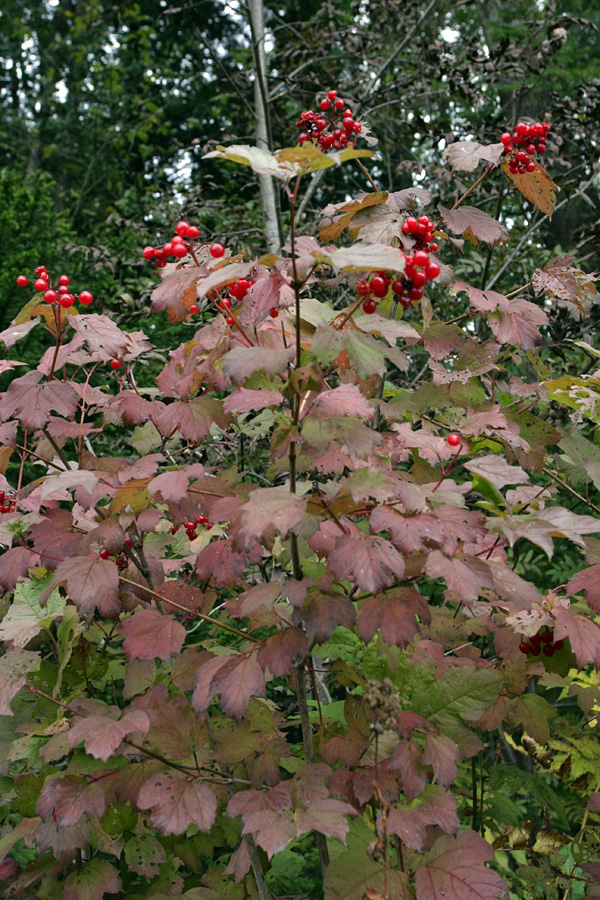 Image of Viburnum opulus specimen.