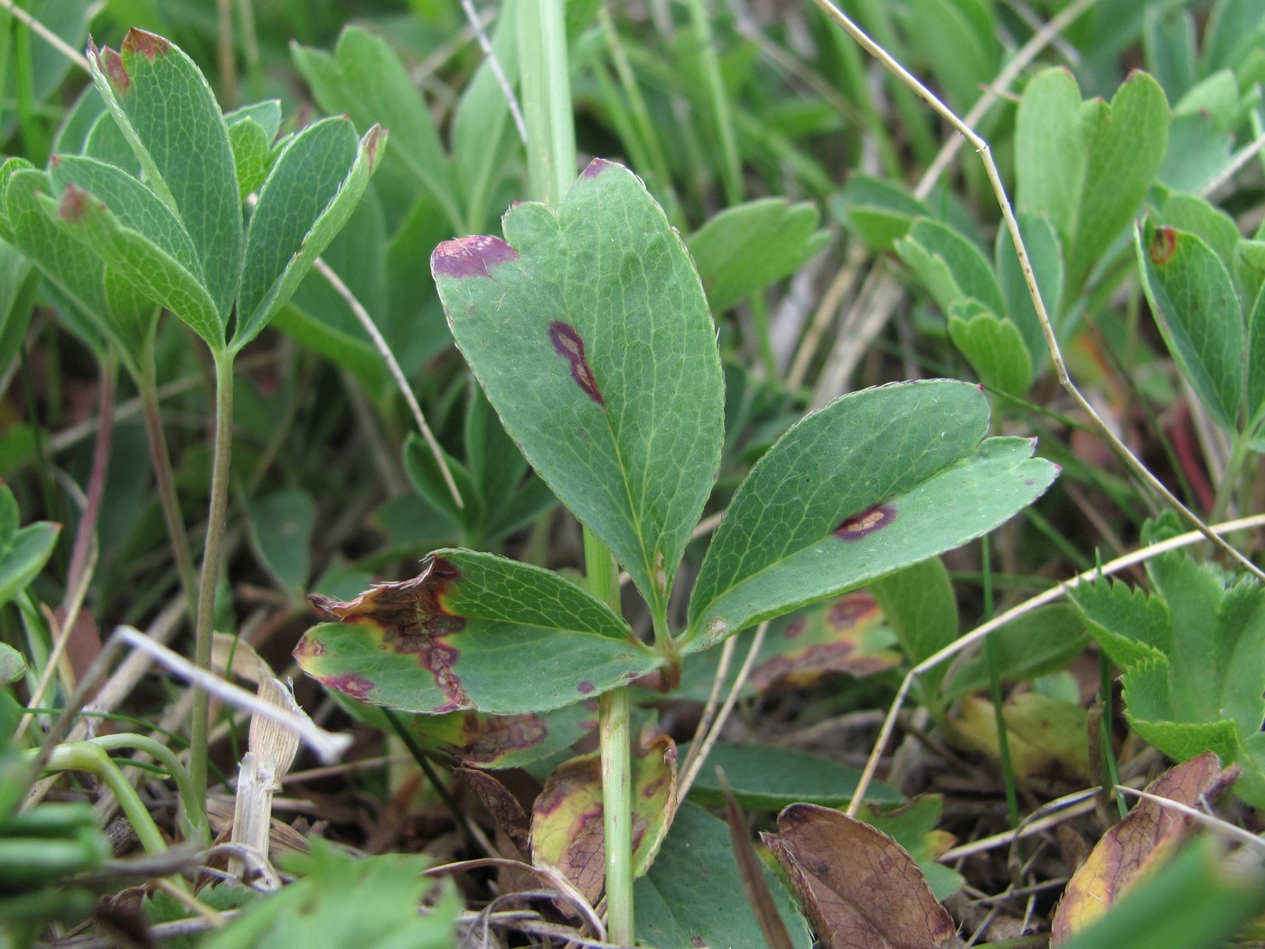 Image of Sibbaldia semiglabra specimen.