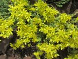 Sedum acre