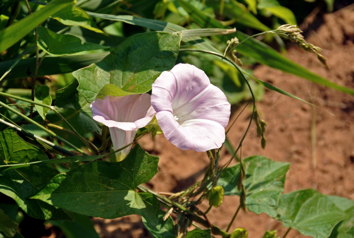 Image of Calystegia spectabilis specimen.