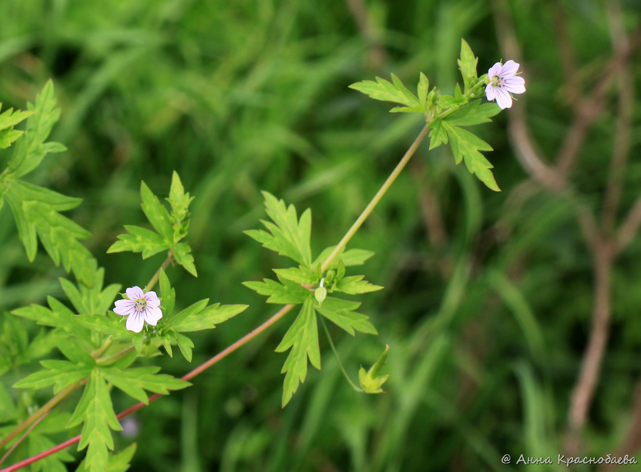 Изображение особи Geranium sibiricum.