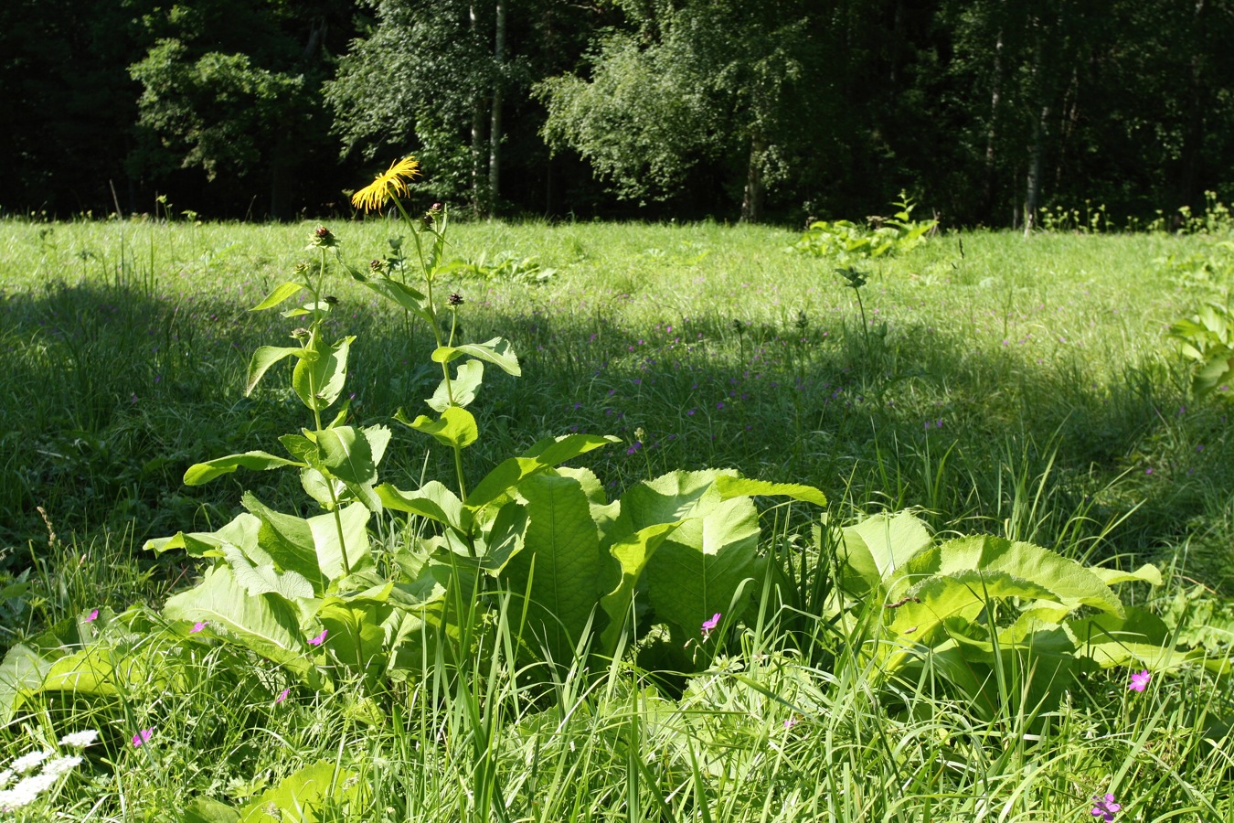 Изображение особи Inula helenium.