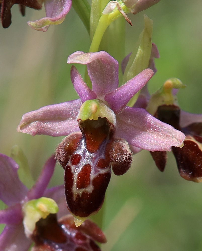 Image of Ophrys × aghemanii specimen.