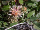 Centaurea raphanina подвид mixta. Соцветие с ползающими муравьями, части листьев. Греция, Эгейское море, о. Сирос, окр. пос. Вари (Βάρη), вост. берег зал. Вари, незастроенный каменистый холм. 19.04.2021.