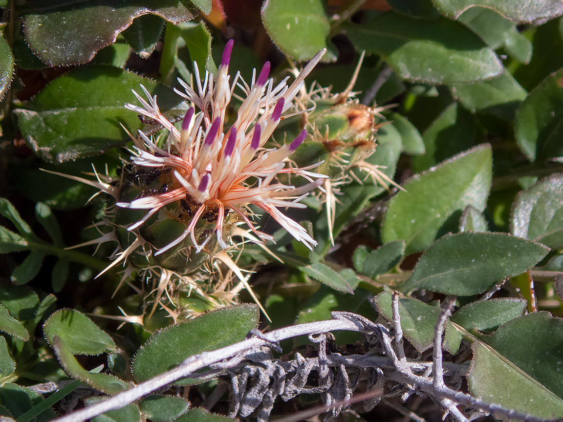 Image of Centaurea raphanina ssp. mixta specimen.