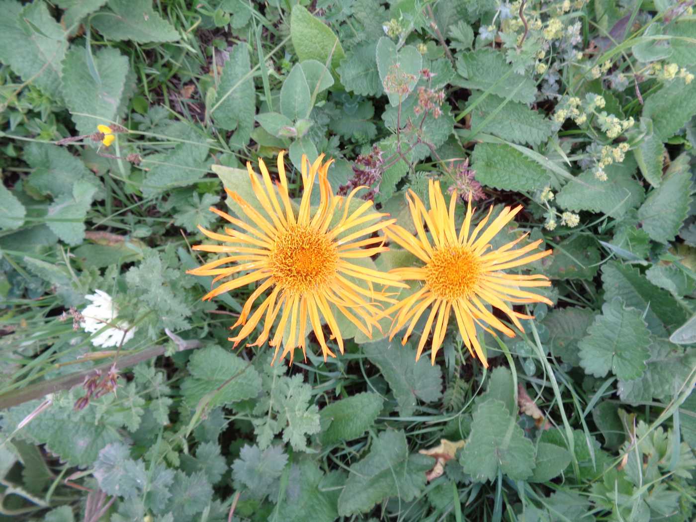 Изображение особи Inula grandiflora.